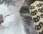 Osmocat